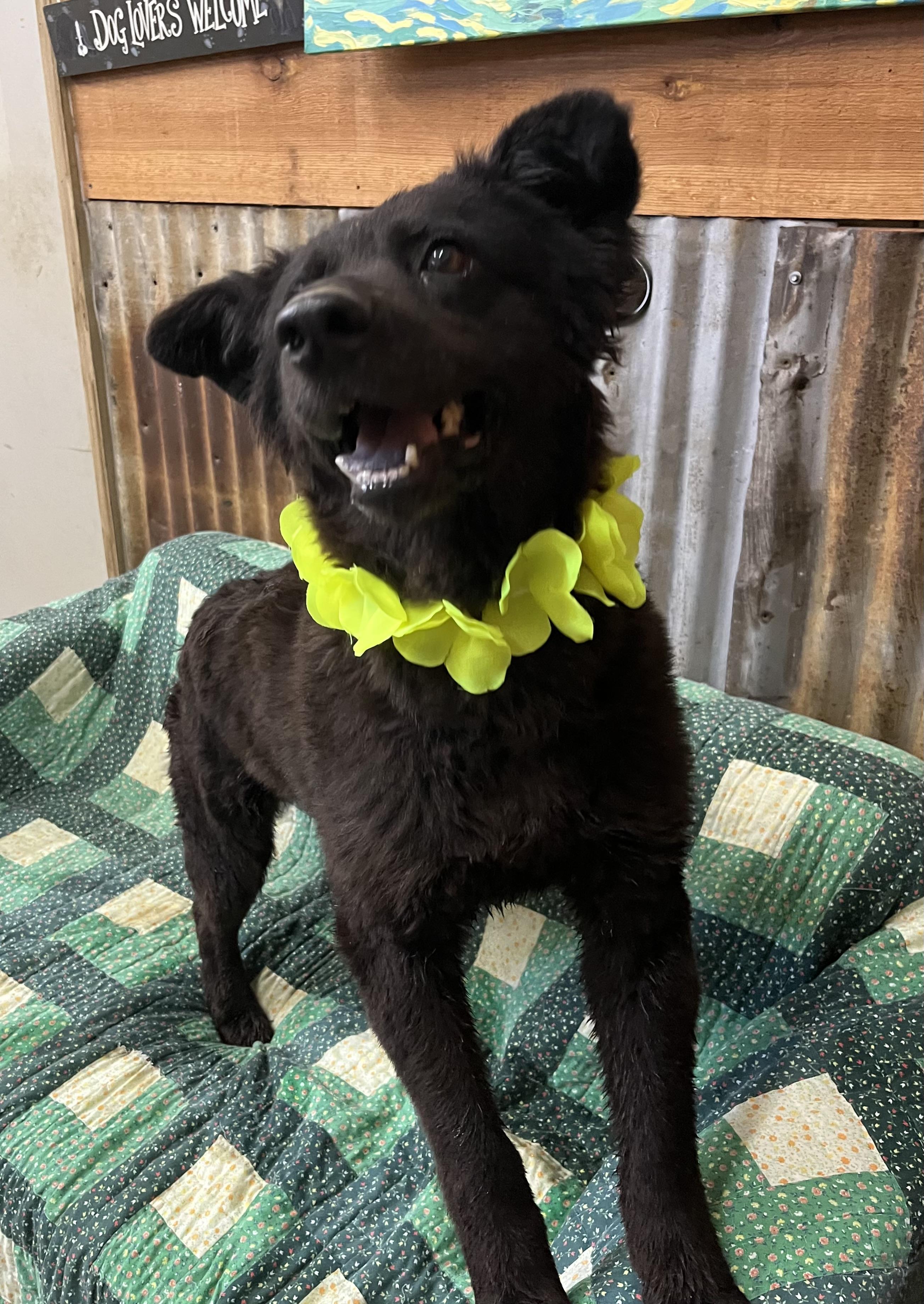 Ursa, a Adoptable mixed breed image 2/3