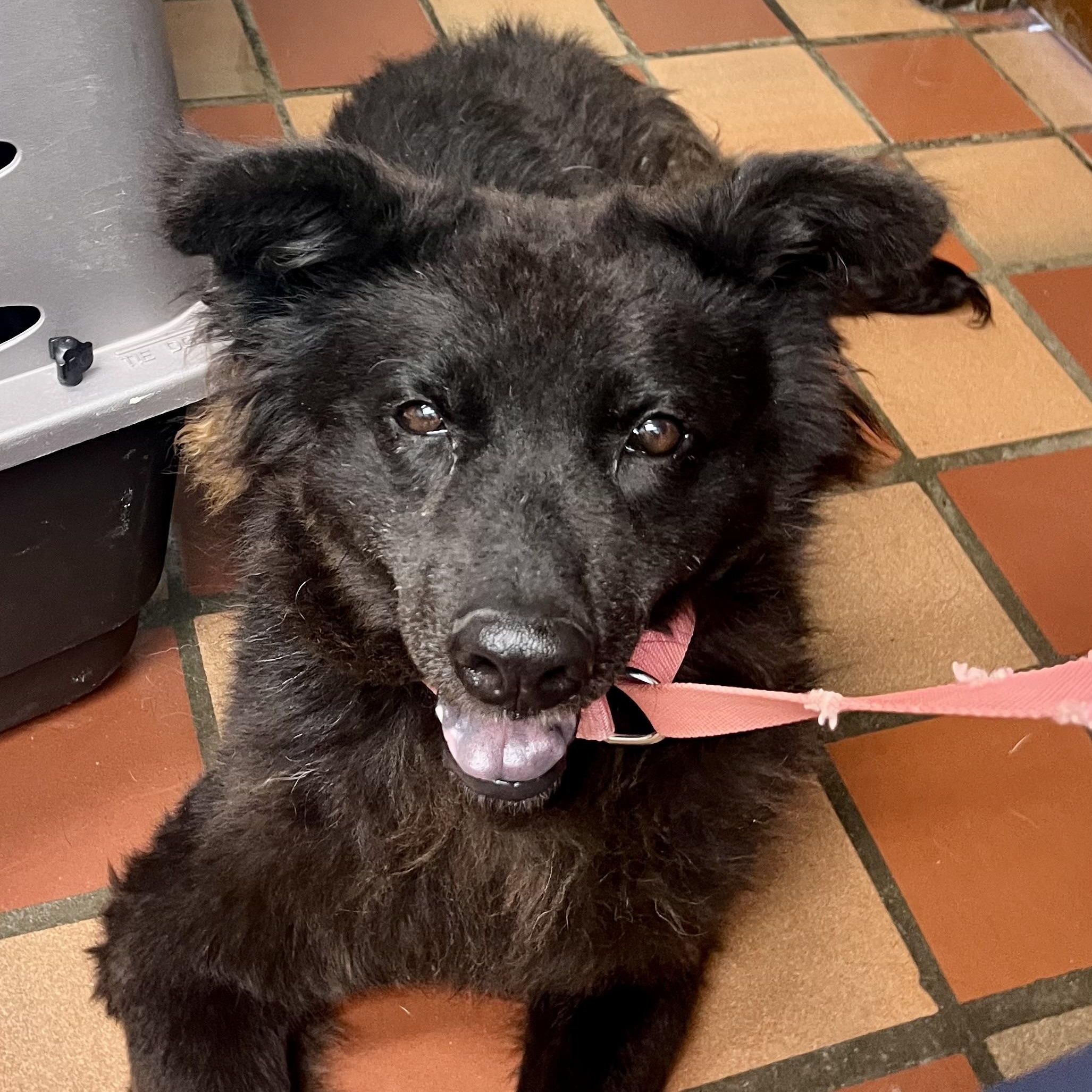 Ursa, a Adoptable mixed breed in Brewton, AL image 3/3