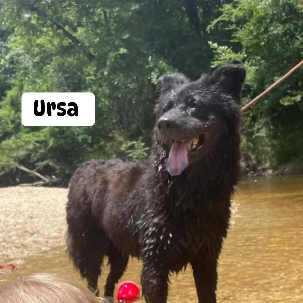 Ursa, a Adoptable mixed breed in Brewton, AL image 1/3