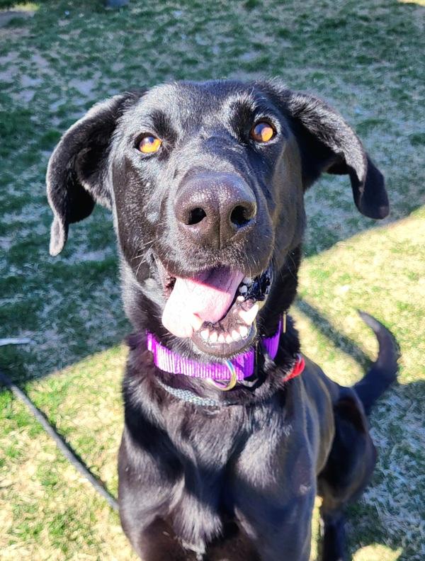 Pepper 45873, Adoptable, Adult Female German Shepherd Dog & Labrador Retriever.