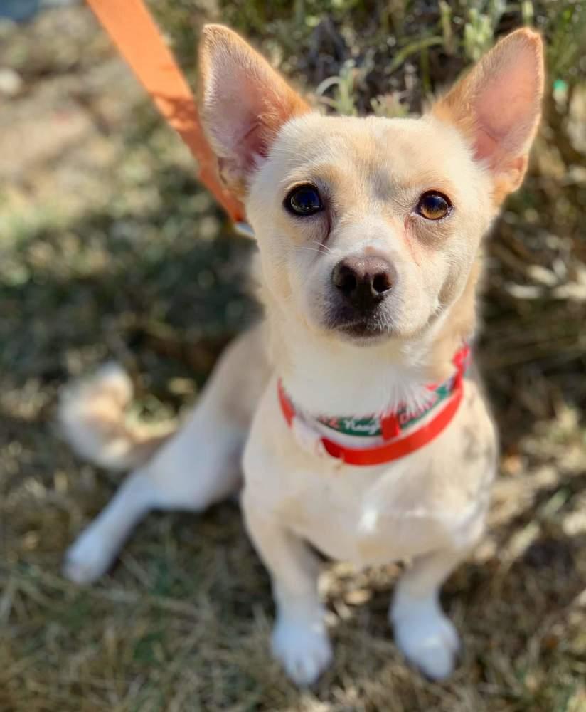 Fennec, Adopted, Young Male Chihuahua.