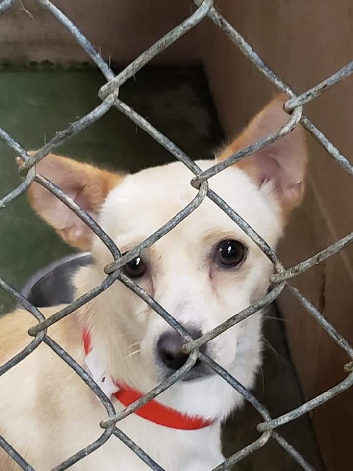 Fennec, a Adopted mixed breed in Windsor, CA image 2/2