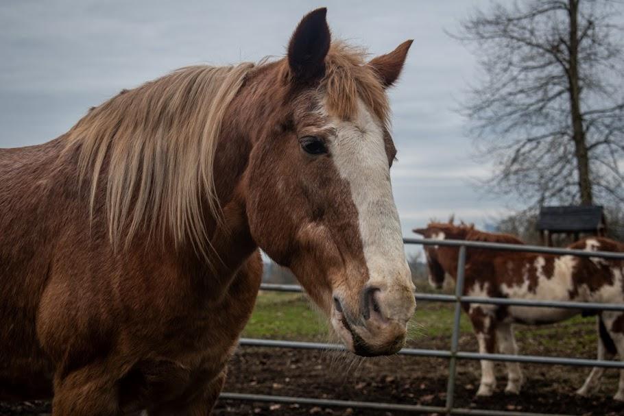 Enlarge Pumpkin, a Adoptable Quarterhorse in Bellingham, WA image 1/4