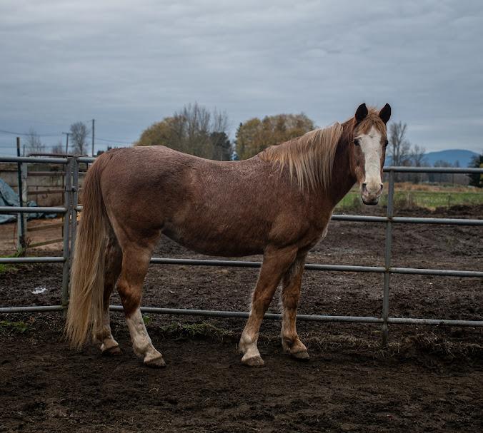 Enlarge Pumpkin, a Adoptable Quarterhorse in Bellingham, WA image 2/4