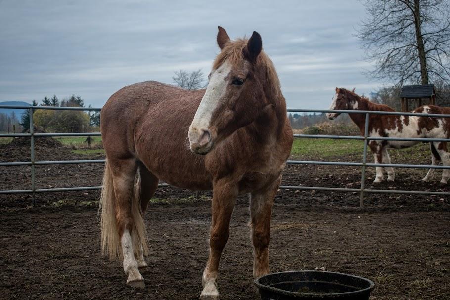 Enlarge Pumpkin, a Adoptable Quarterhorse in Bellingham, WA image 3/4