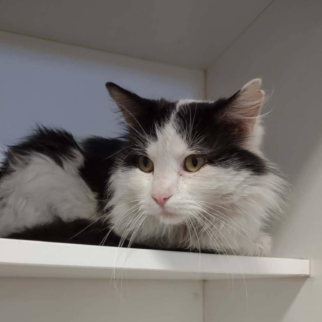 Mr Kitty, Adoptable, Adult Male Domestic Medium Hair.