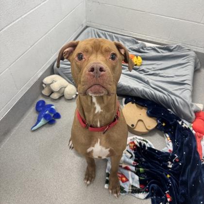Oakley, ADOPTABLE, Adult Male American Bulldog & Mixed Breed.