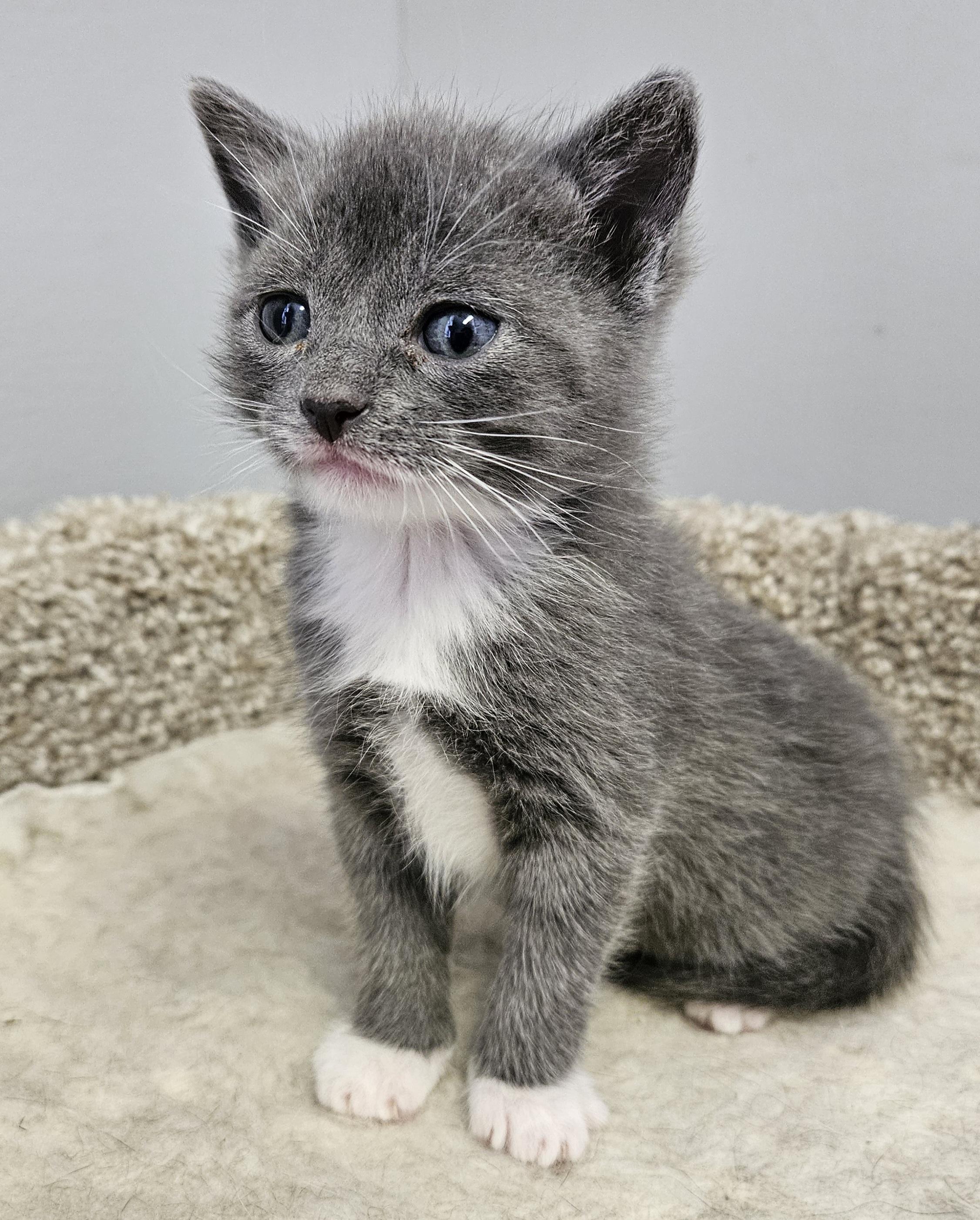 Enlarge Dori, an adopted Domestic Short Hair in Brockport, NY image 4/6
