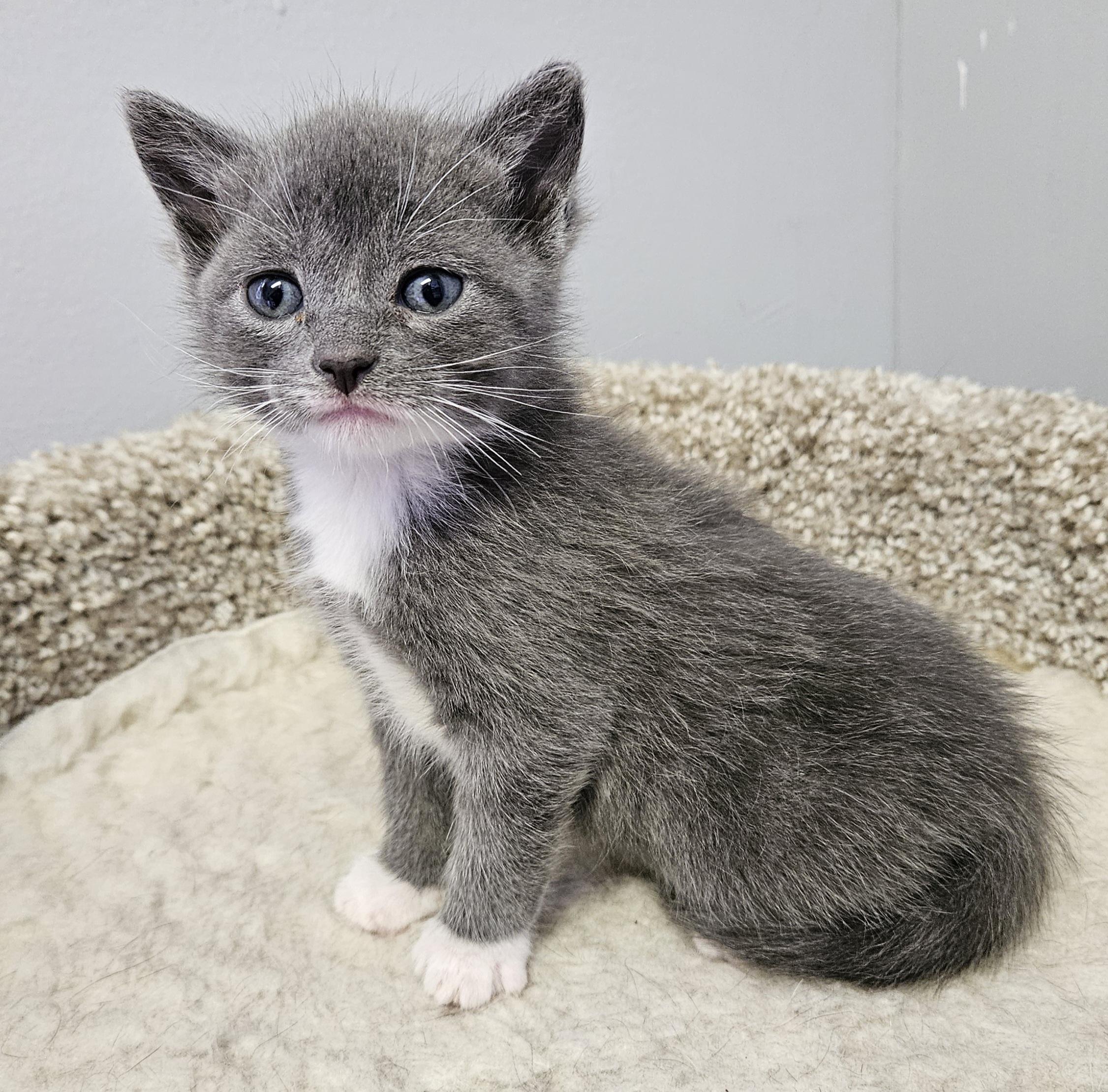 Enlarge Dori, an adopted Domestic Short Hair in Brockport, NY image 2/6