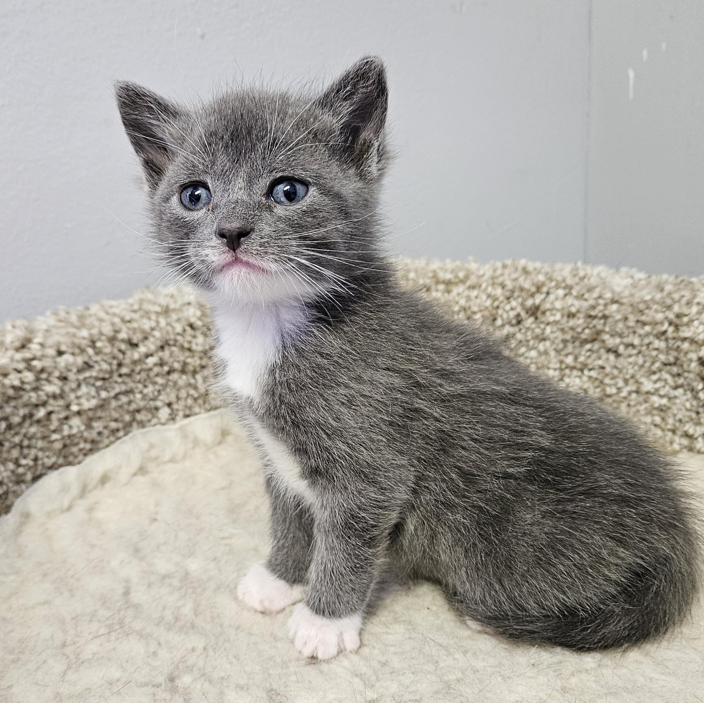Enlarge Dori, an adopted Domestic Short Hair in Brockport, NY image 3/6