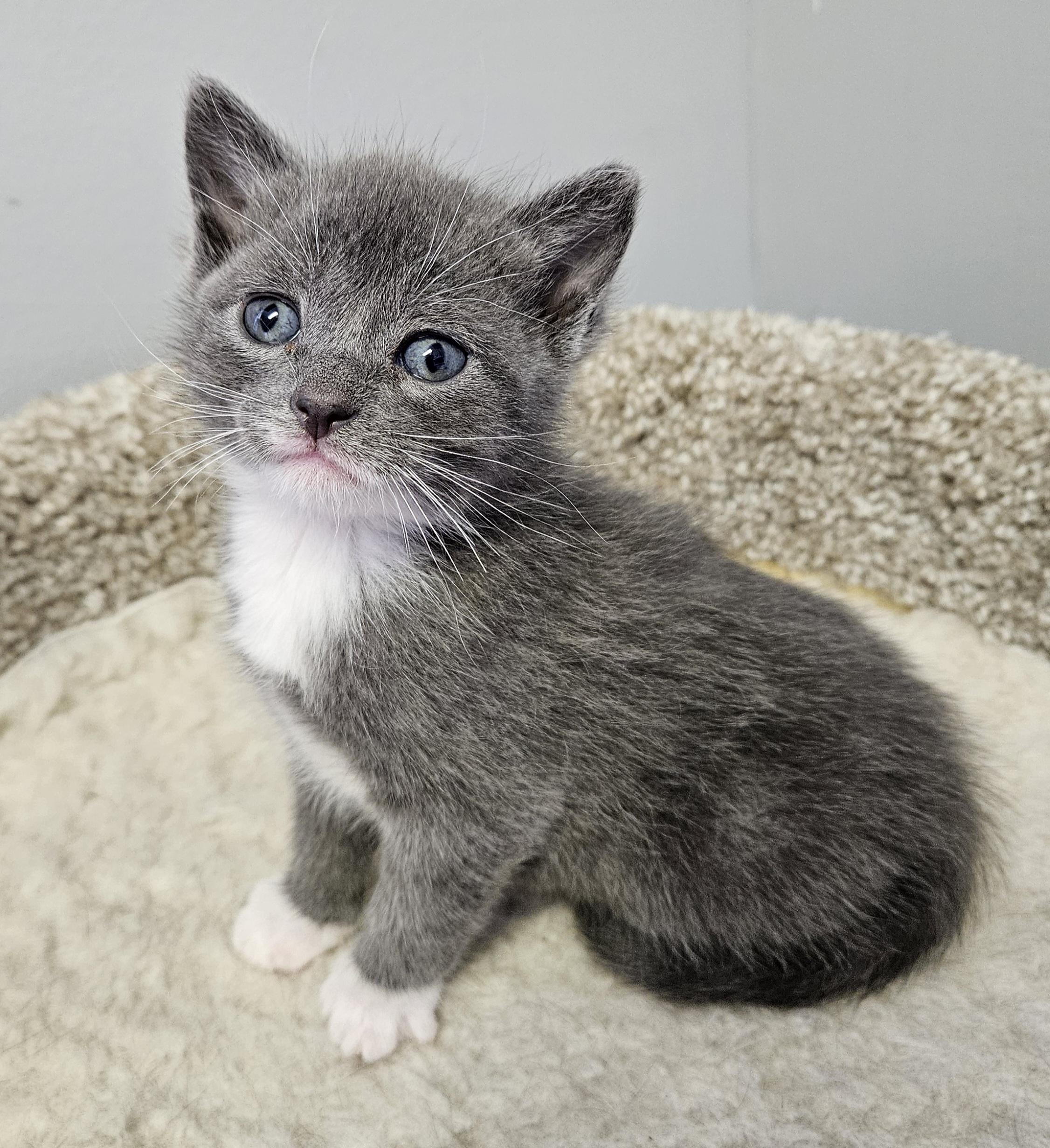 Enlarge Dori, an adopted Domestic Short Hair in Brockport, NY image 6/6