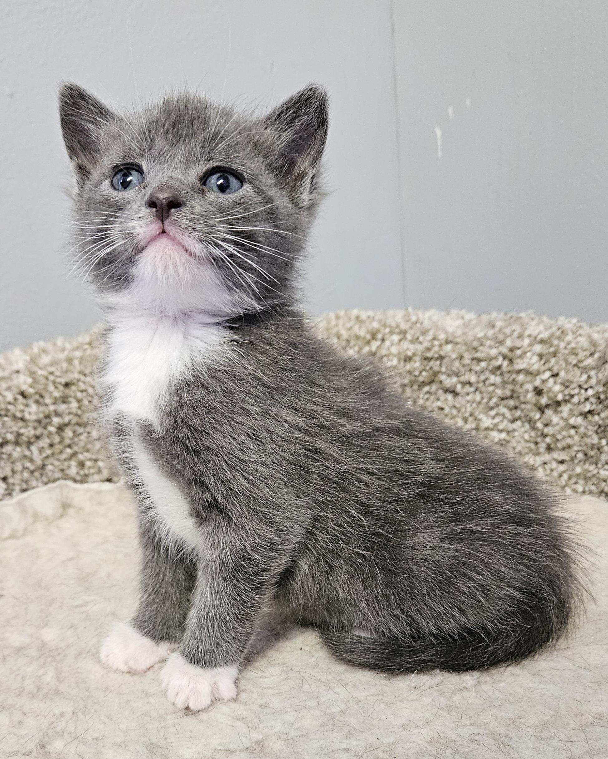 Enlarge Dori, an adopted Domestic Short Hair in Brockport, NY image 5/6