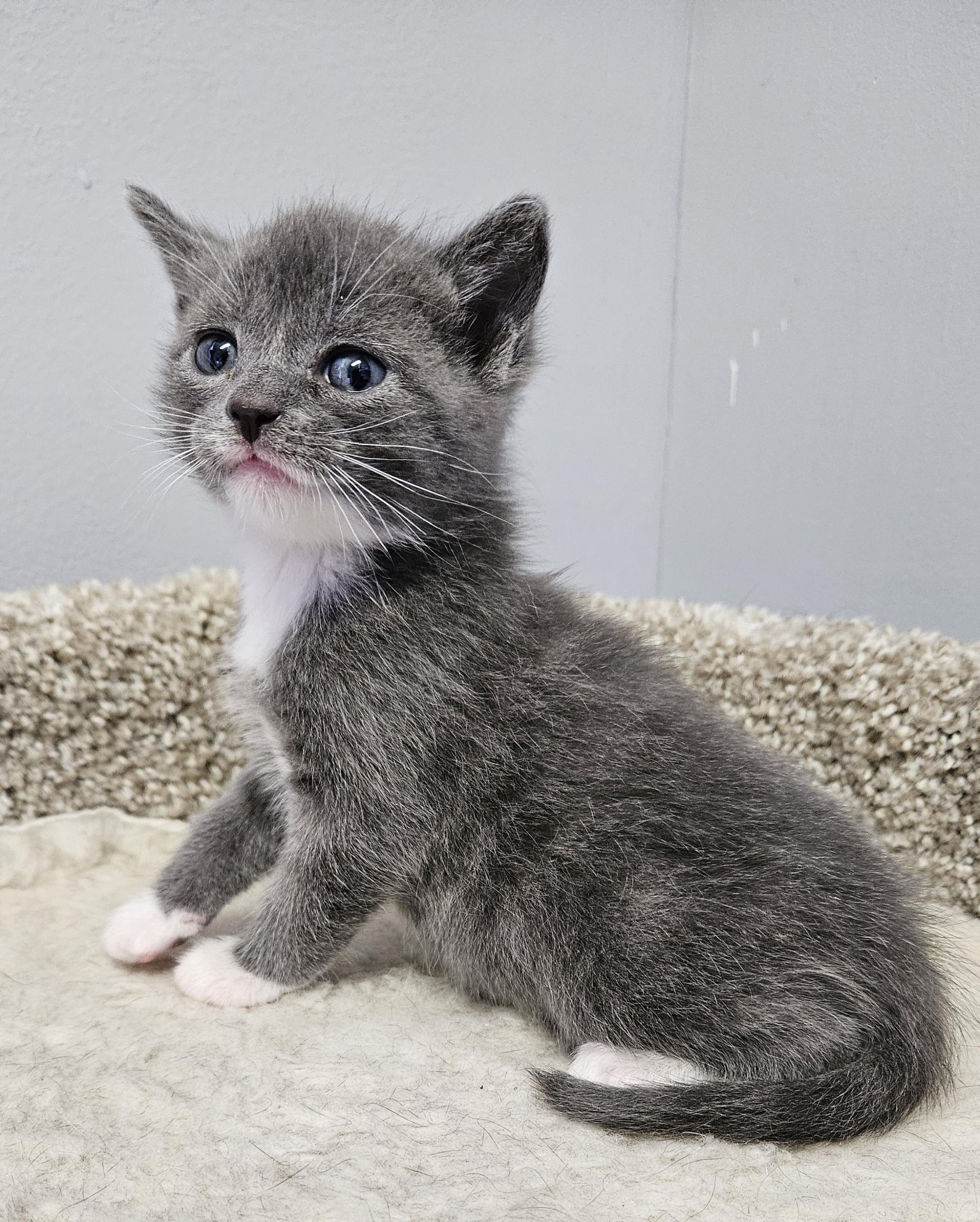Dori, adopted, Kitten Female Domestic Short Hair.