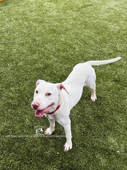 SNOW, Adoptable, Adult Female American Staffordshire Terrier & Mixed Breed.