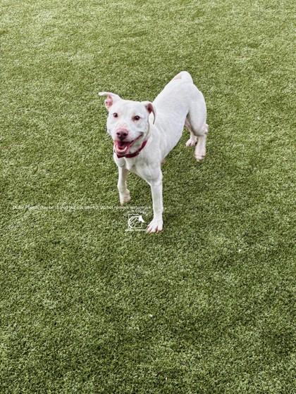 Enlarge SNOW, a Adoptable mixed breed in Kenansville, NC image 2/3