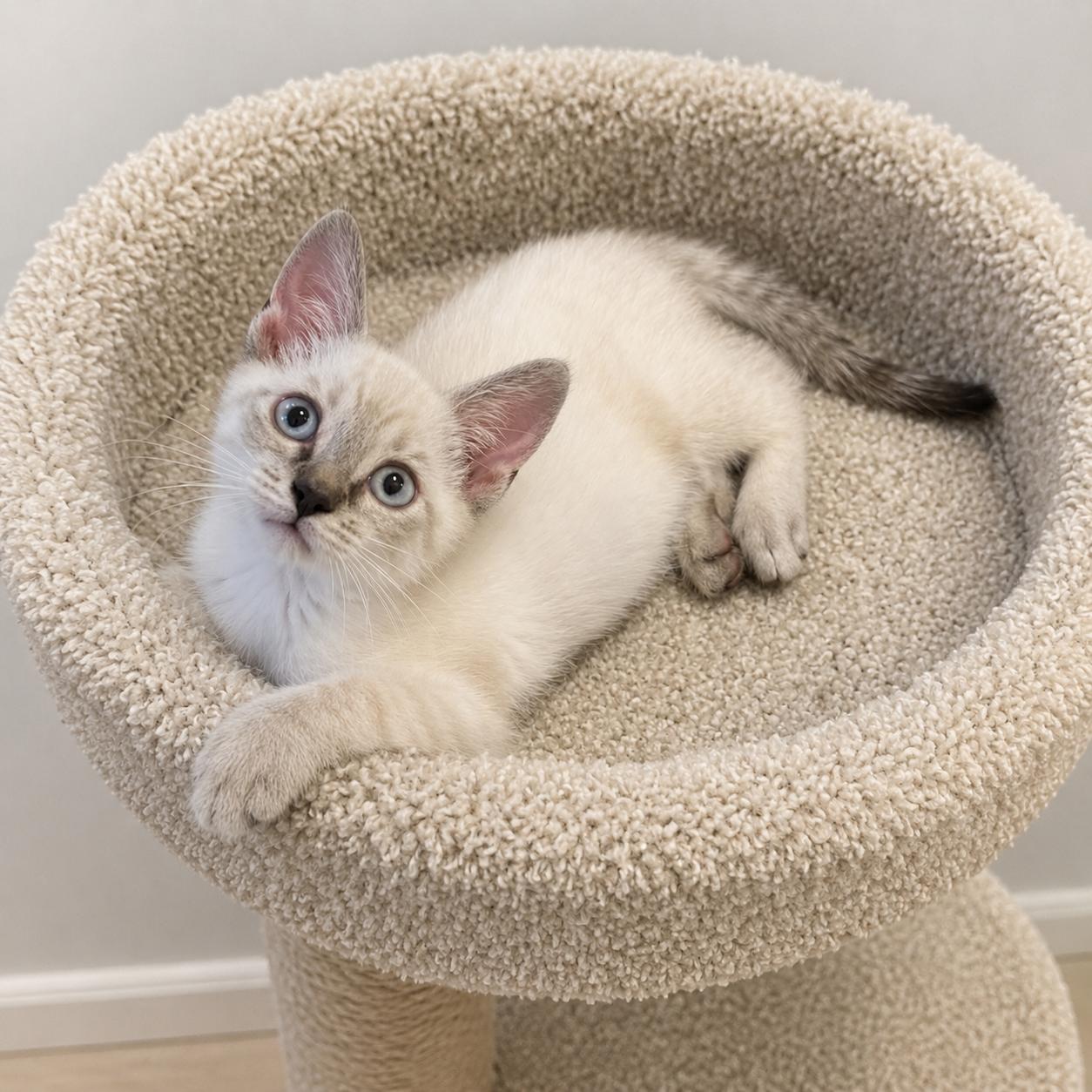 Enlarge Matcha, a Adoptable mixed breed in Hillsboro, TX image 2/6