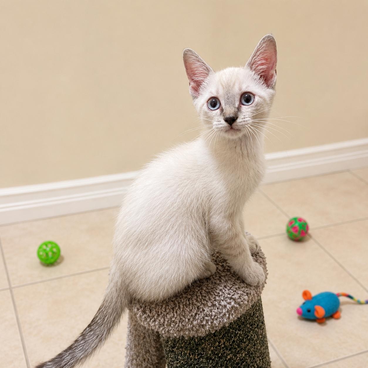 Enlarge Matcha, a Adoptable mixed breed in Hillsboro, TX image 6/6