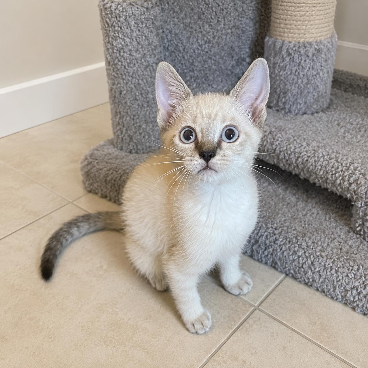 Enlarge Matcha, a Adoptable mixed breed in Hillsboro, TX image 1/6
