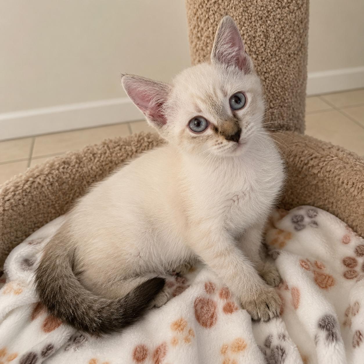Enlarge Matcha, a Adoptable mixed breed in Hillsboro, TX image 4/6