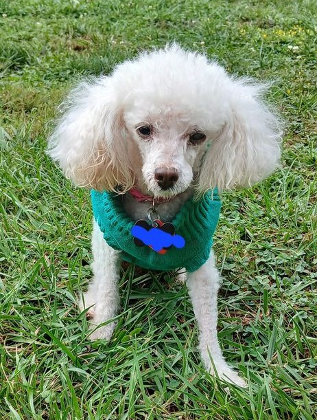 Enlarge Dory, a Adoptable Poodle (Toy) in Baldwin, MD image 1/1