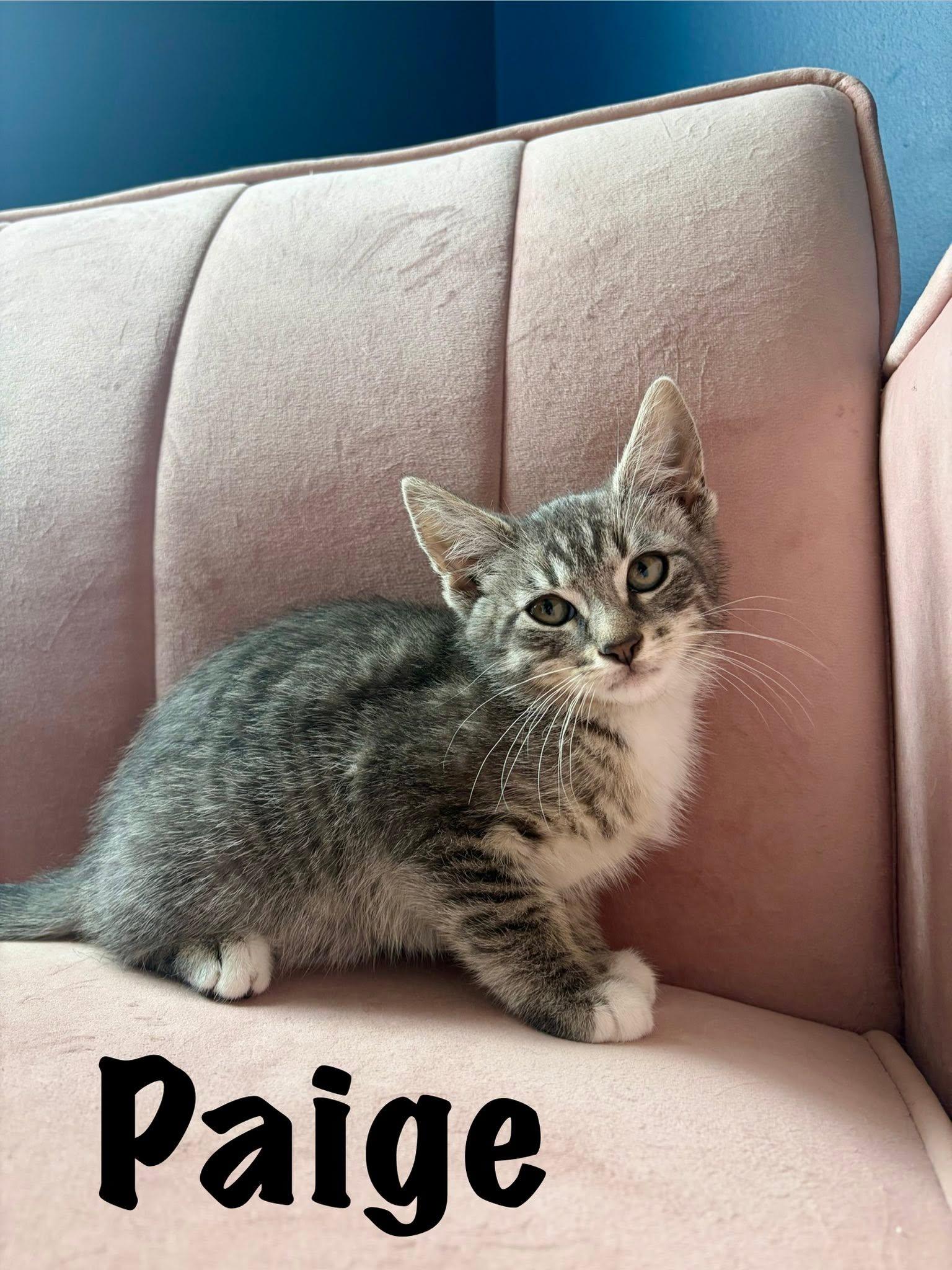 Paige, ADOPTABLE, Young Male American Shorthair.