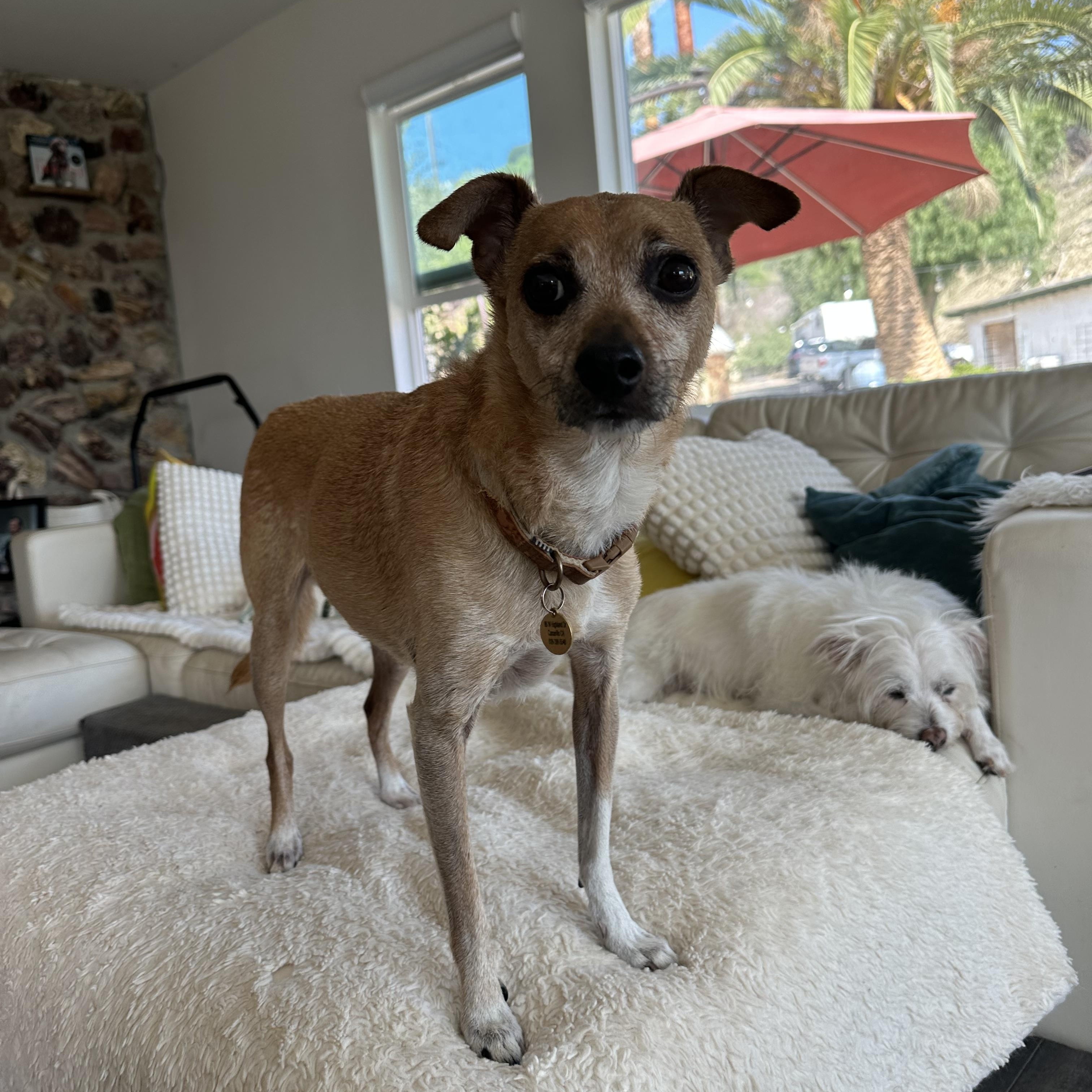 Butters, Adoptable, Senior Male Italian Greyhound & Whippet.