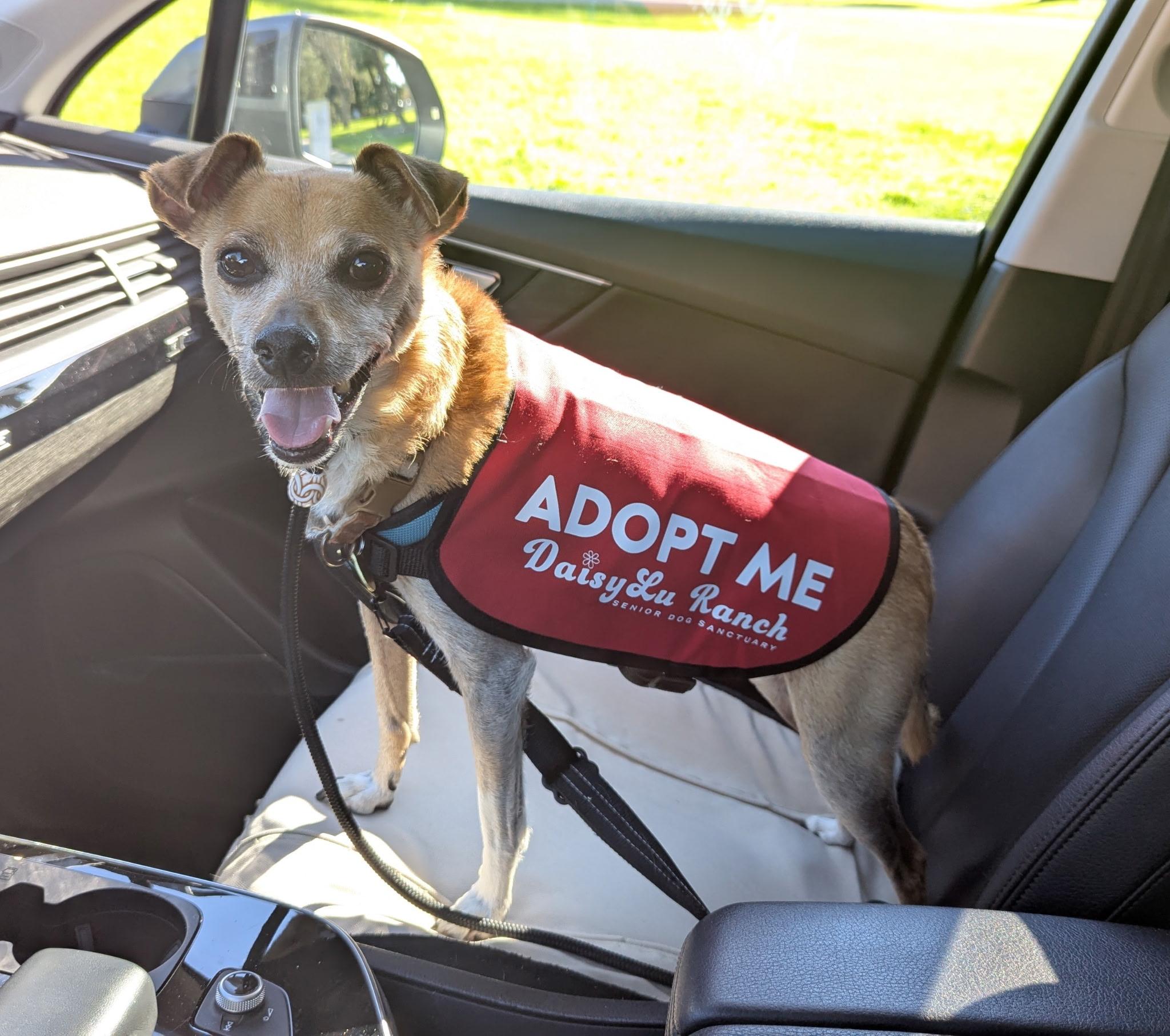 Butters, Adoptable, Senior Male Italian Greyhound & Chihuahua.
