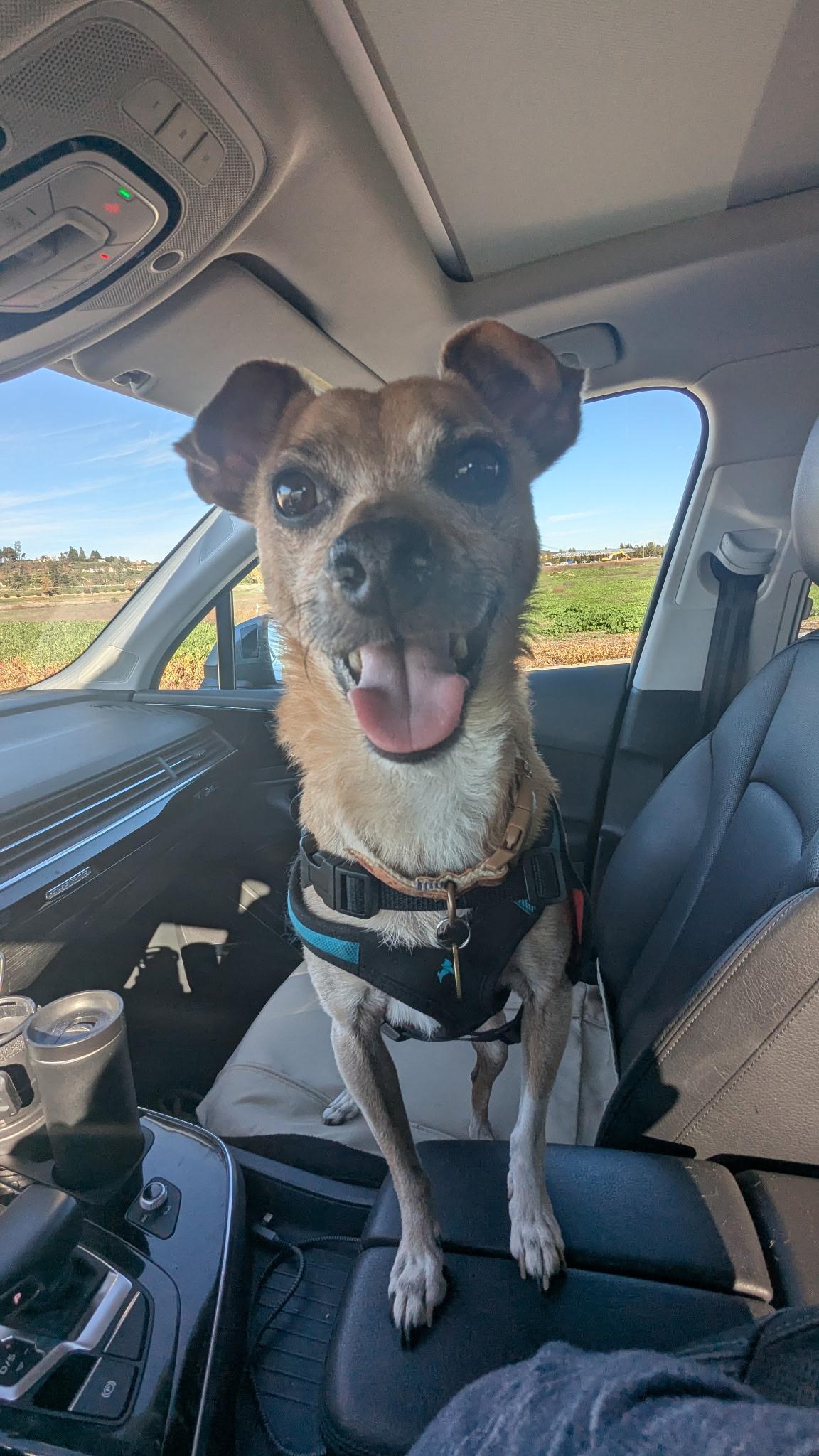 Butters, a Adoptable mixed breed in Camarillo, CA image 6/6