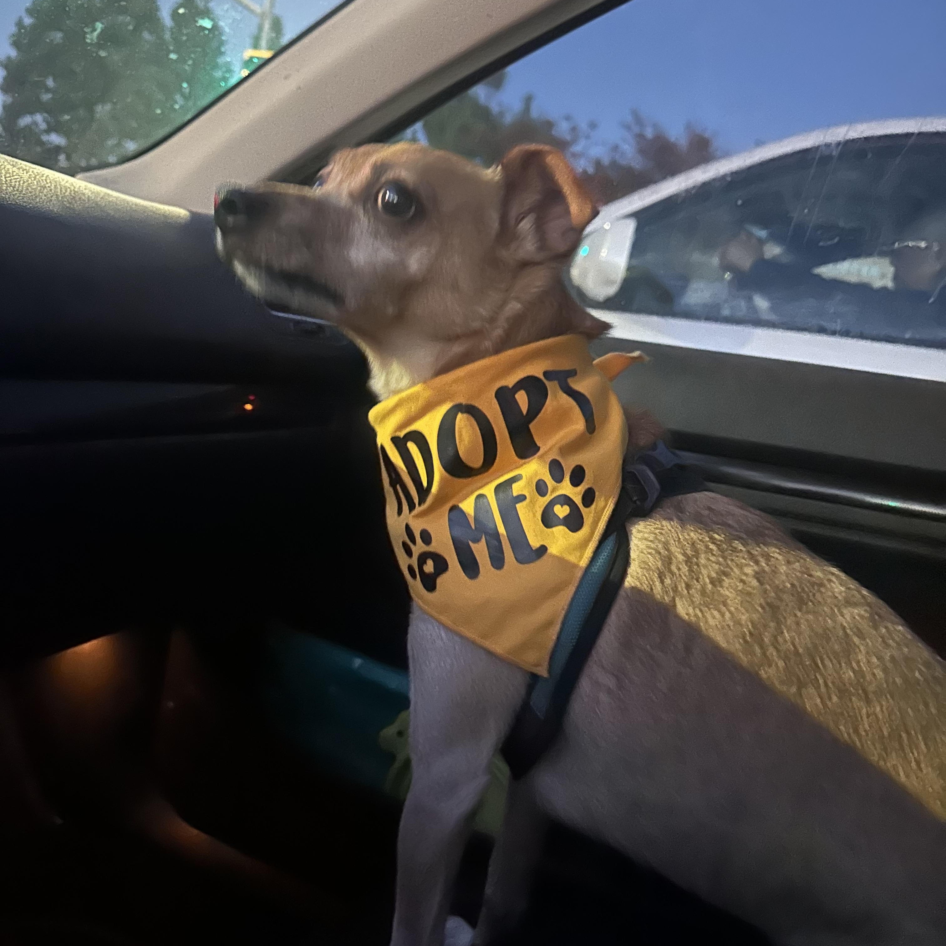 Enlarge Butters, a Adoptable mixed breed in Camarillo, CA image 3/5