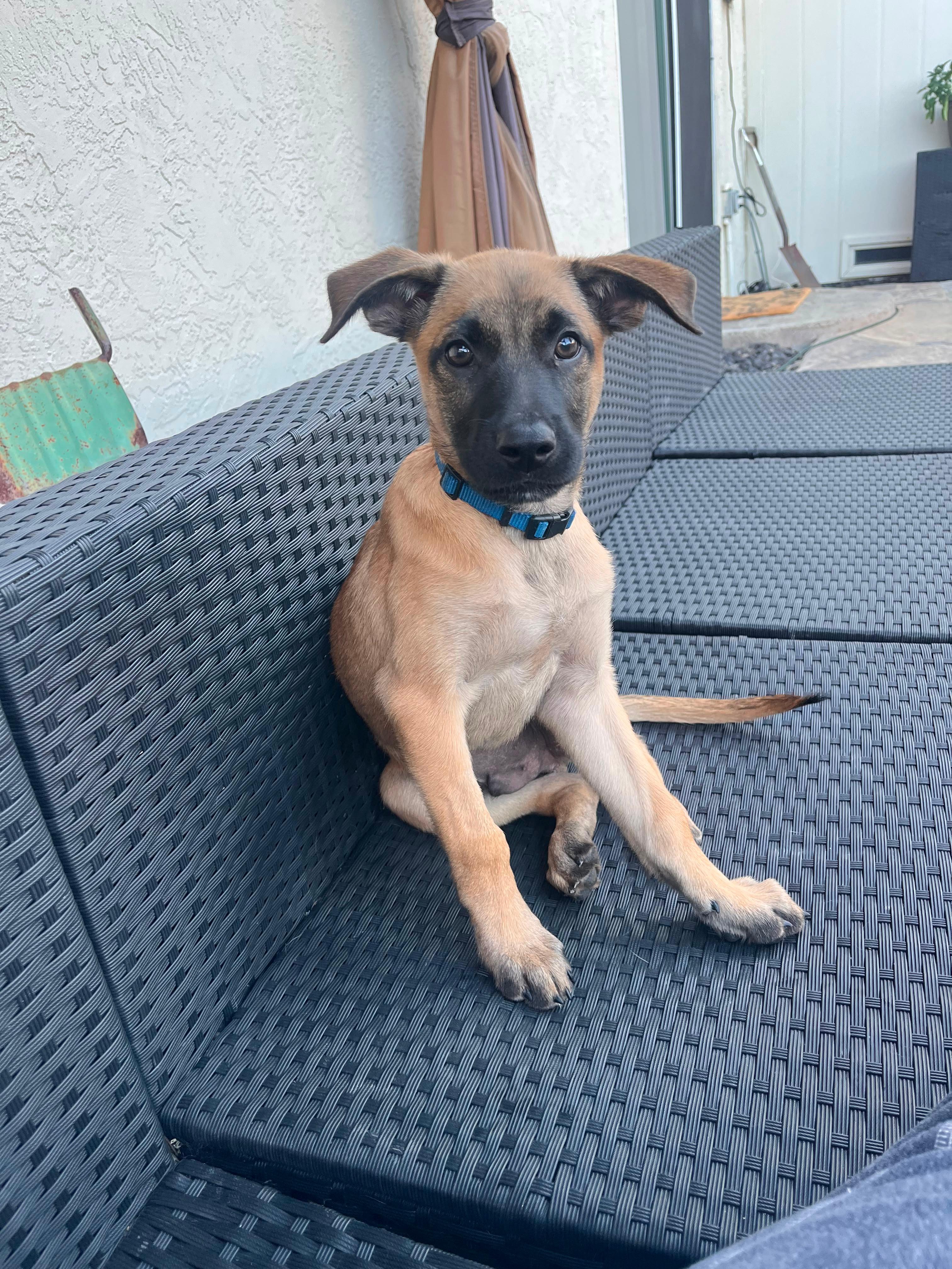 BALOO, a Adoptable mixed breed in Discovery Bay, CA image 1/2