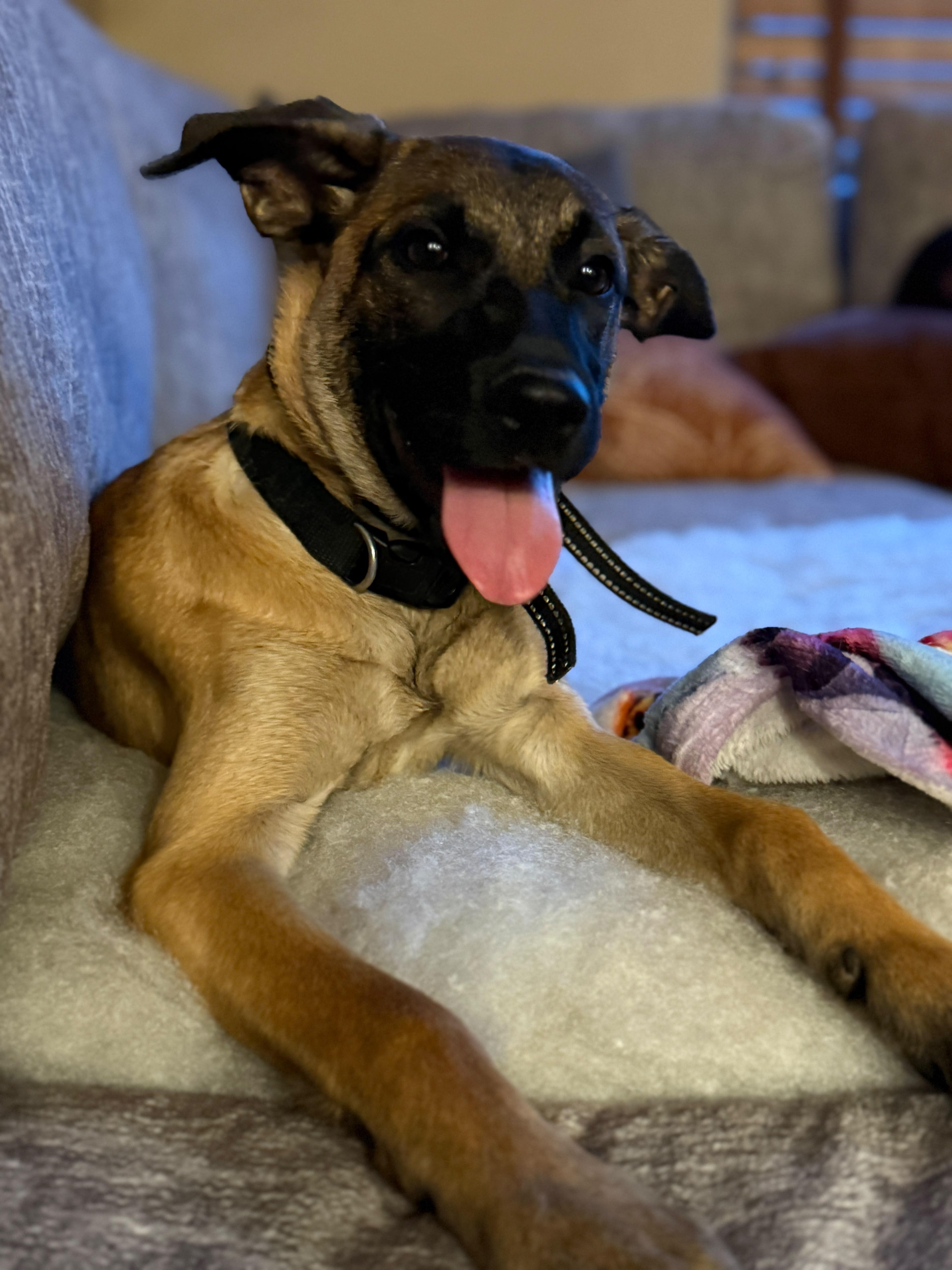 BALOO, Adoptable, Puppy Male Belgian Shepherd / Malinois & Chihuahua.