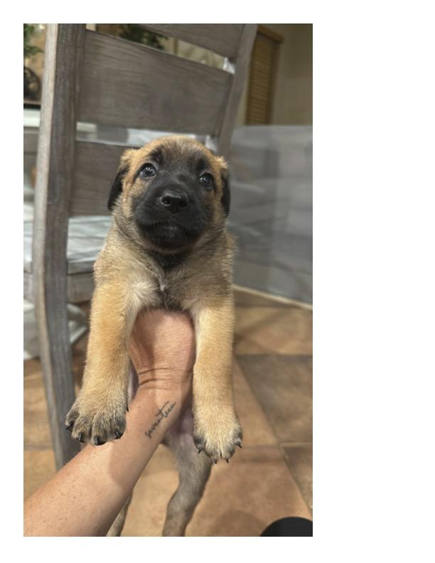 BALOO, Adoptable, Puppy Male Belgian Shepherd / Malinois.