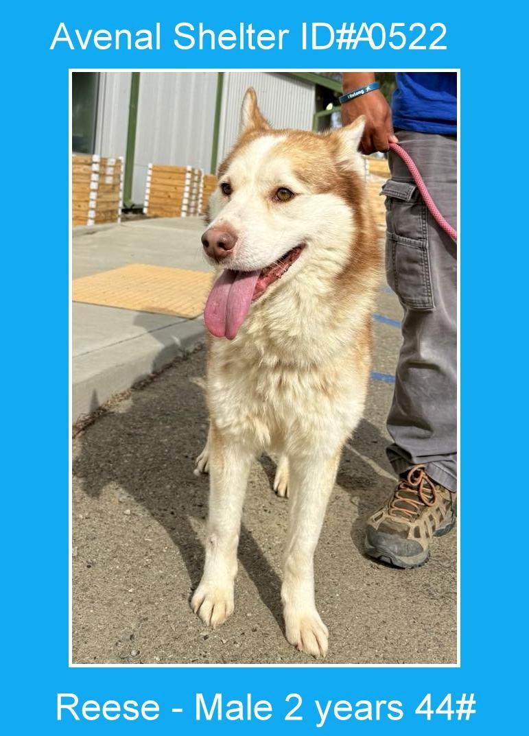 Enlarge Reese, an adopted Husky in Avenal, CA image 1/1