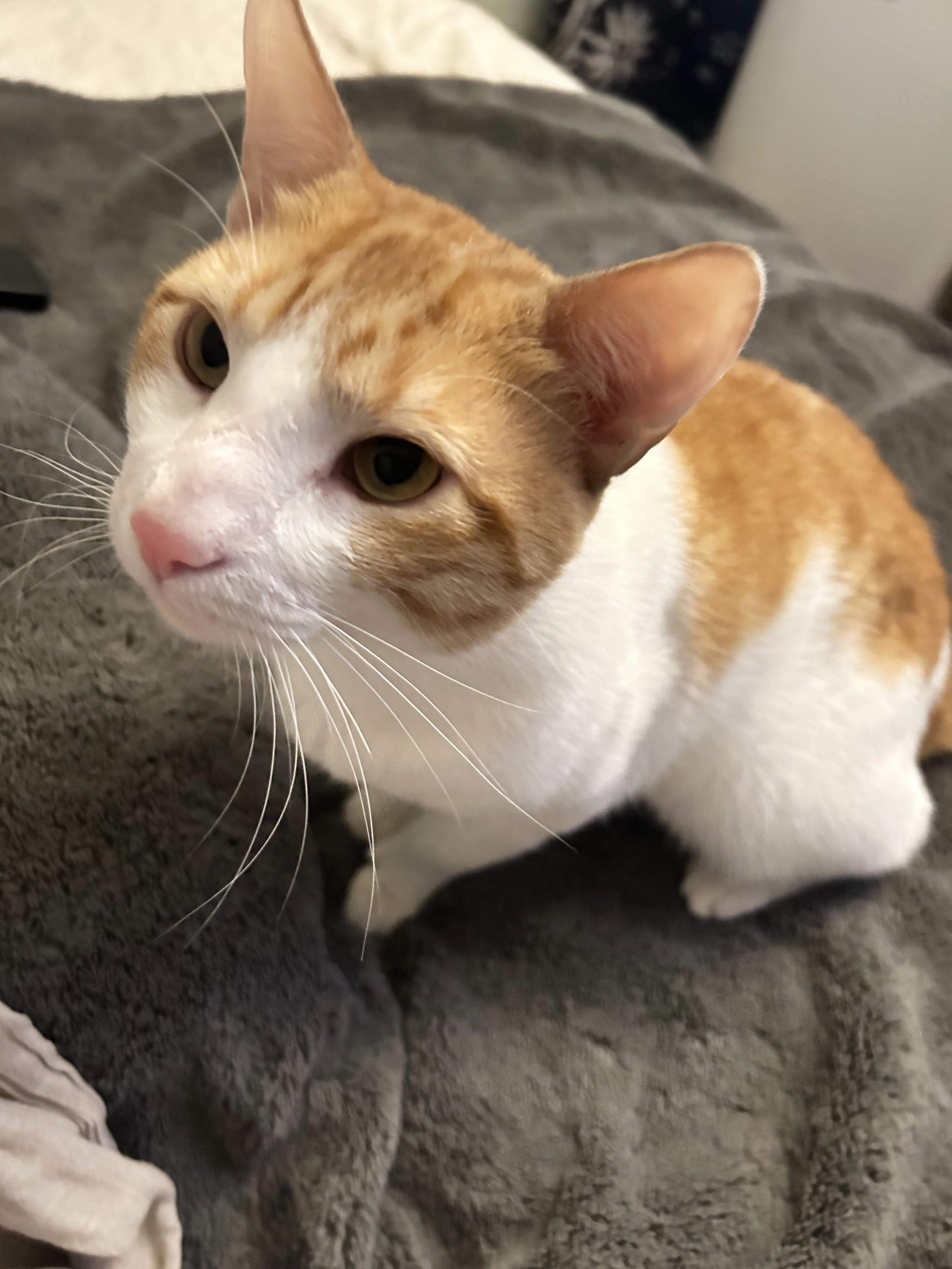 Sam, Adoptable, Adult Male Domestic Short Hair.