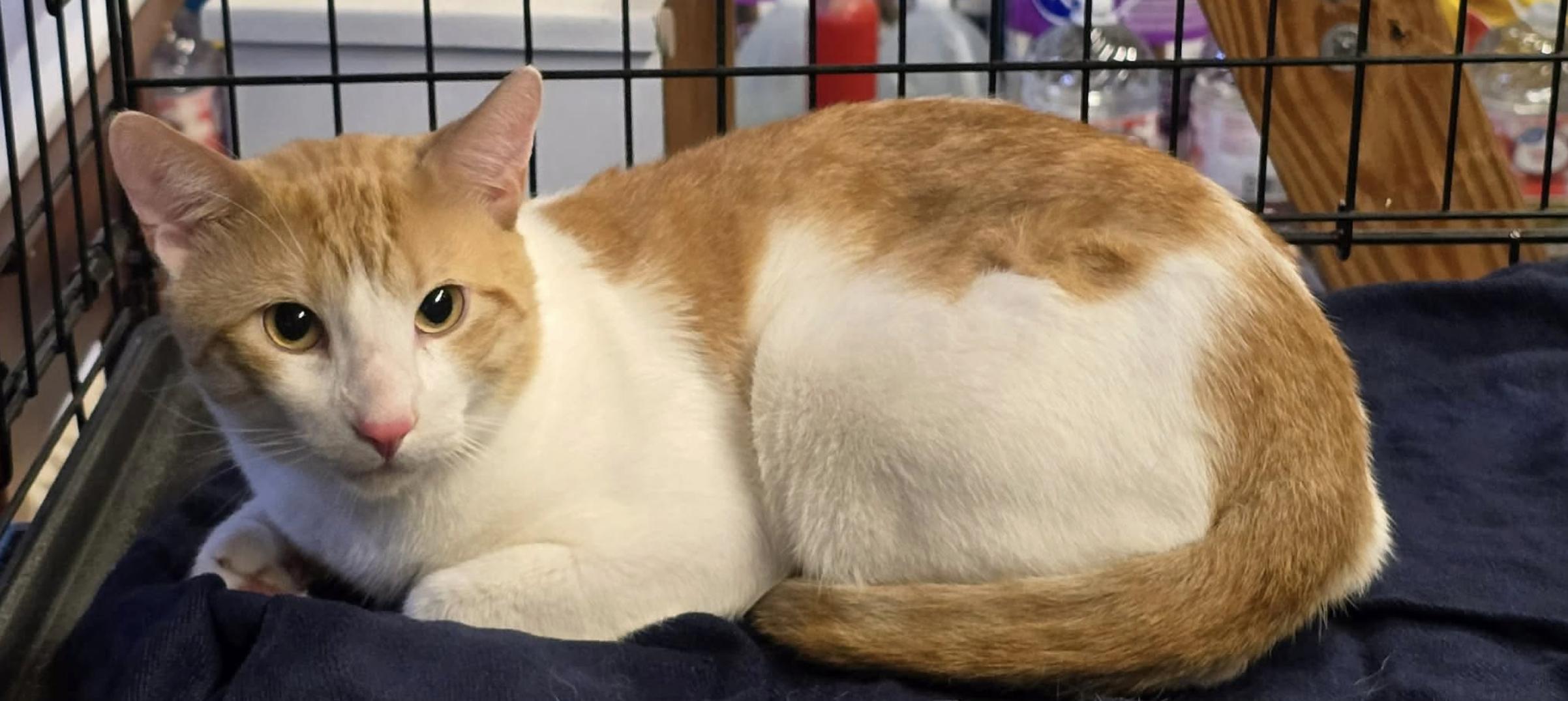 Sam, Adoptable, Adult Male Domestic Short Hair.