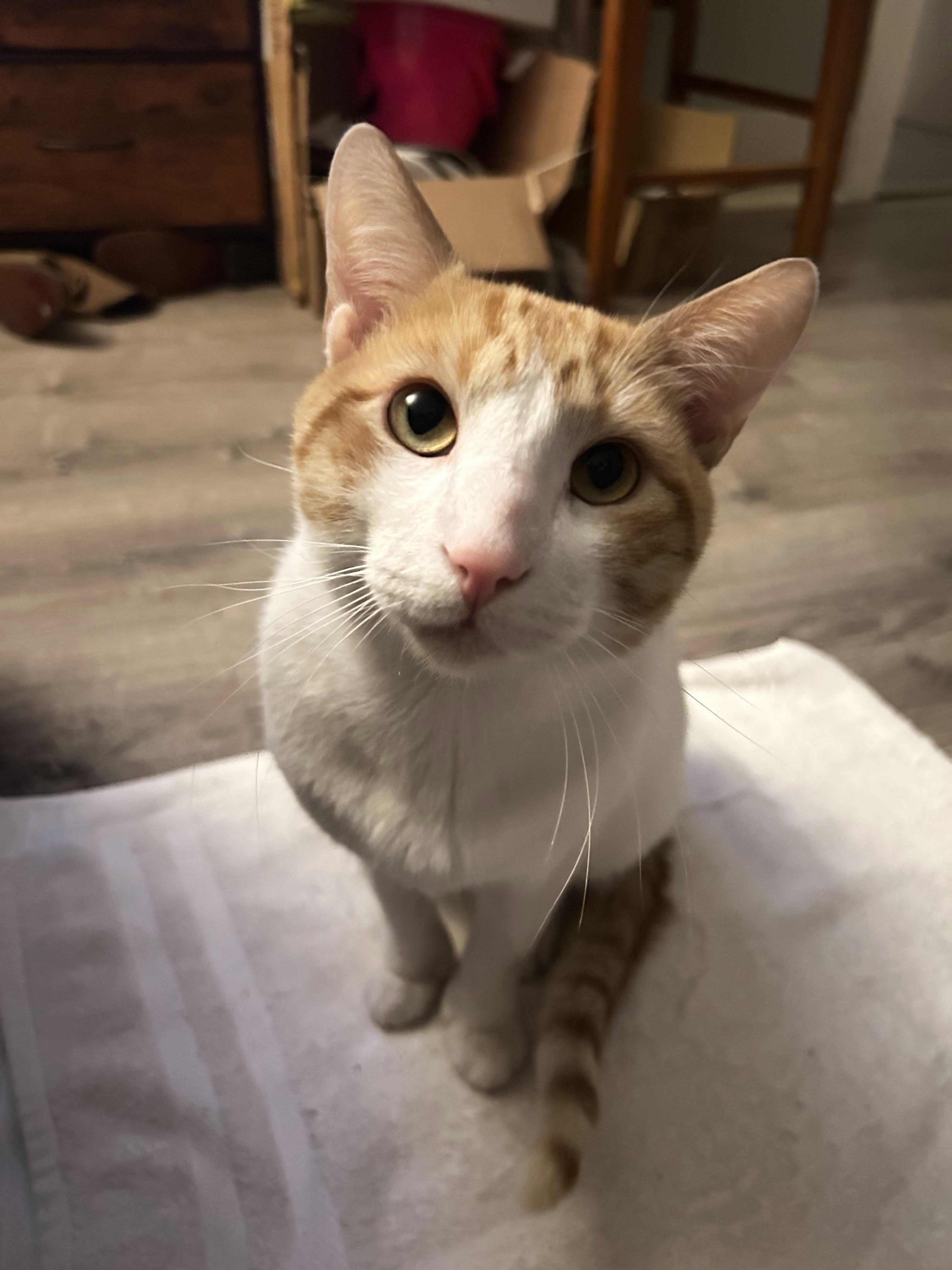 Enlarge Sam, a Adoptable Domestic Short Hair in Enfield, CT image 2/3