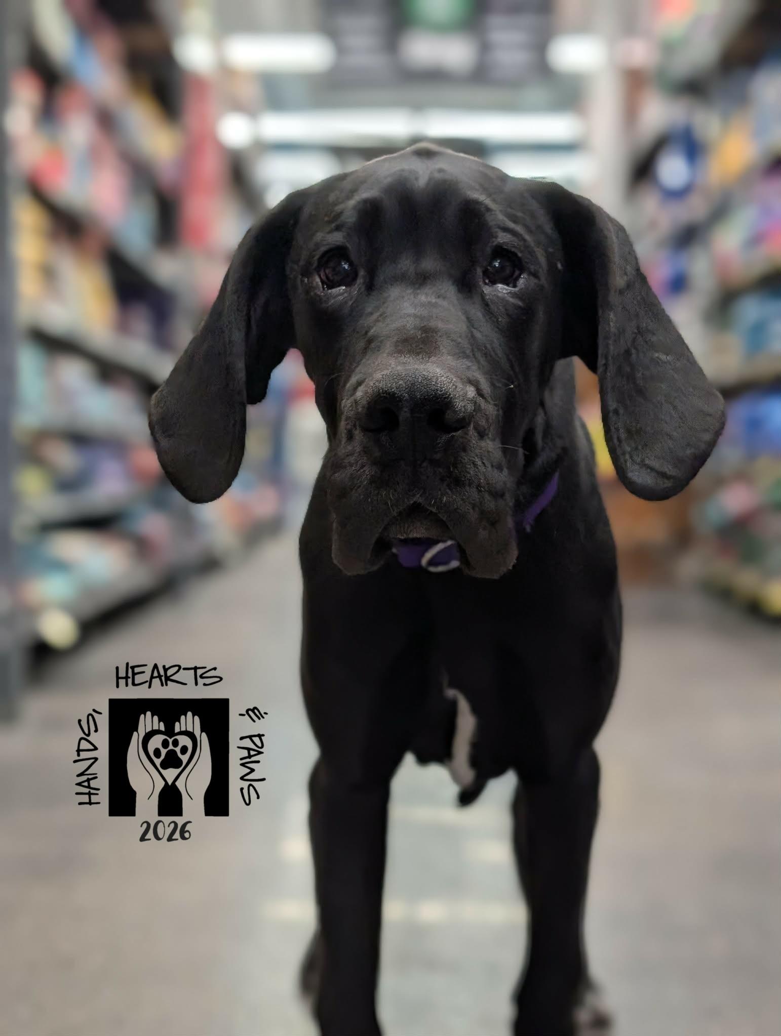 Enlarge Karaoke, a Adoptable Great Dane in Omaha, NE image 1/2