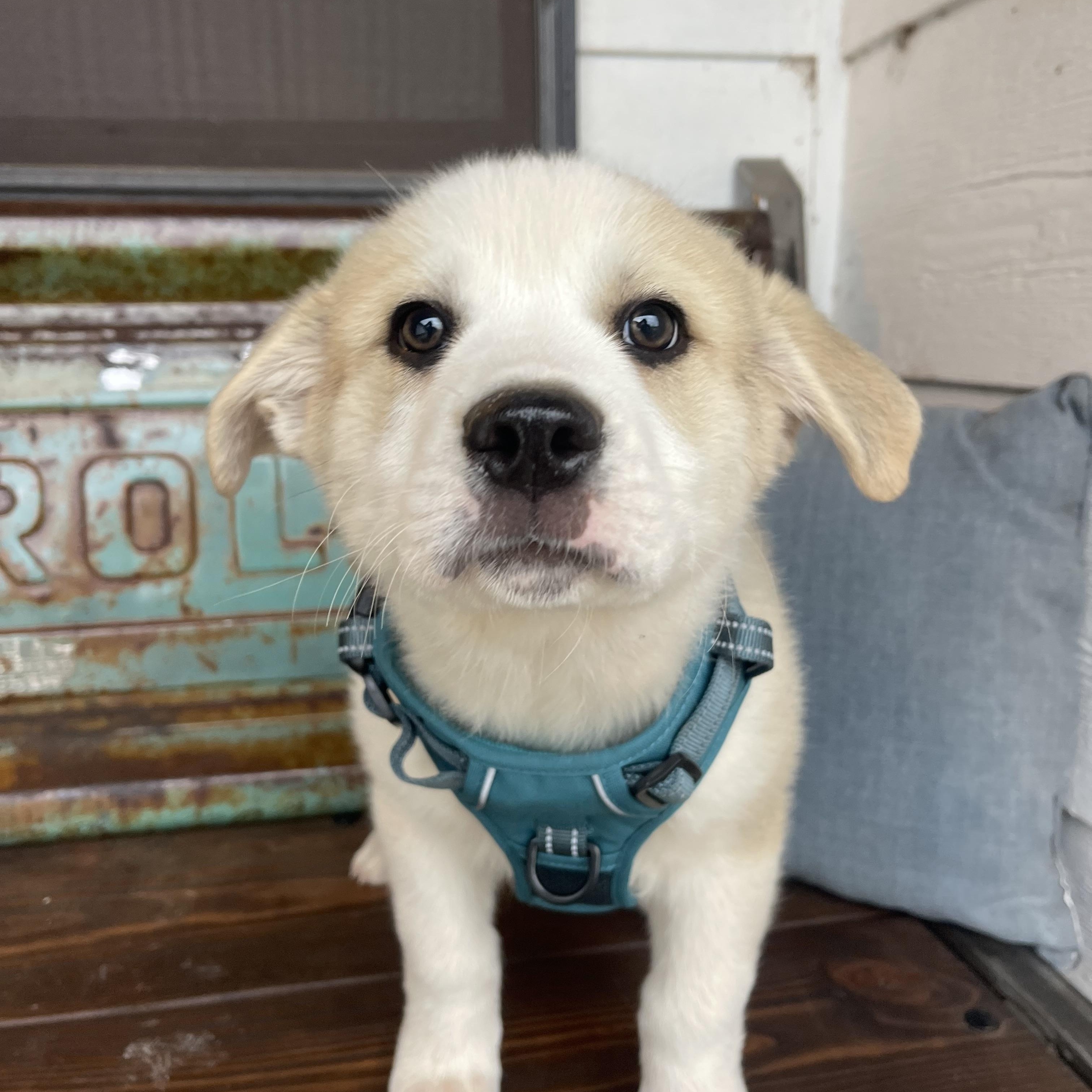Enlarge Appa, a Adoptable mixed breed in Edmond, OK image 3/5