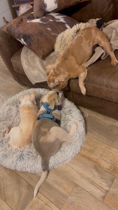 Enlarge Appa, a Adoptable mixed breed in Edmond, OK video 5/5