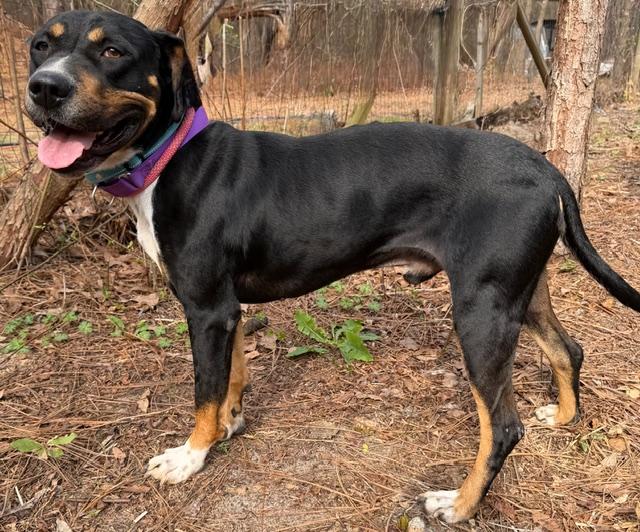 Enlarge Walden, a ADOPTABLE mixed breed in Gardiner, NY image 3/5