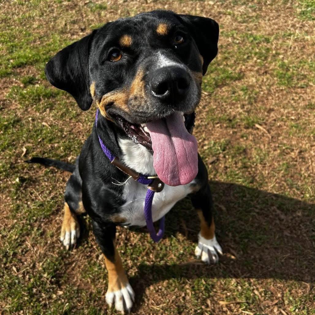 Enlarge Walden, a ADOPTABLE mixed breed in Gardiner, NY image 2/5