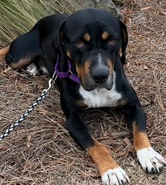 Walden, ADOPTABLE, Adult Male Rottweiler & Hound.