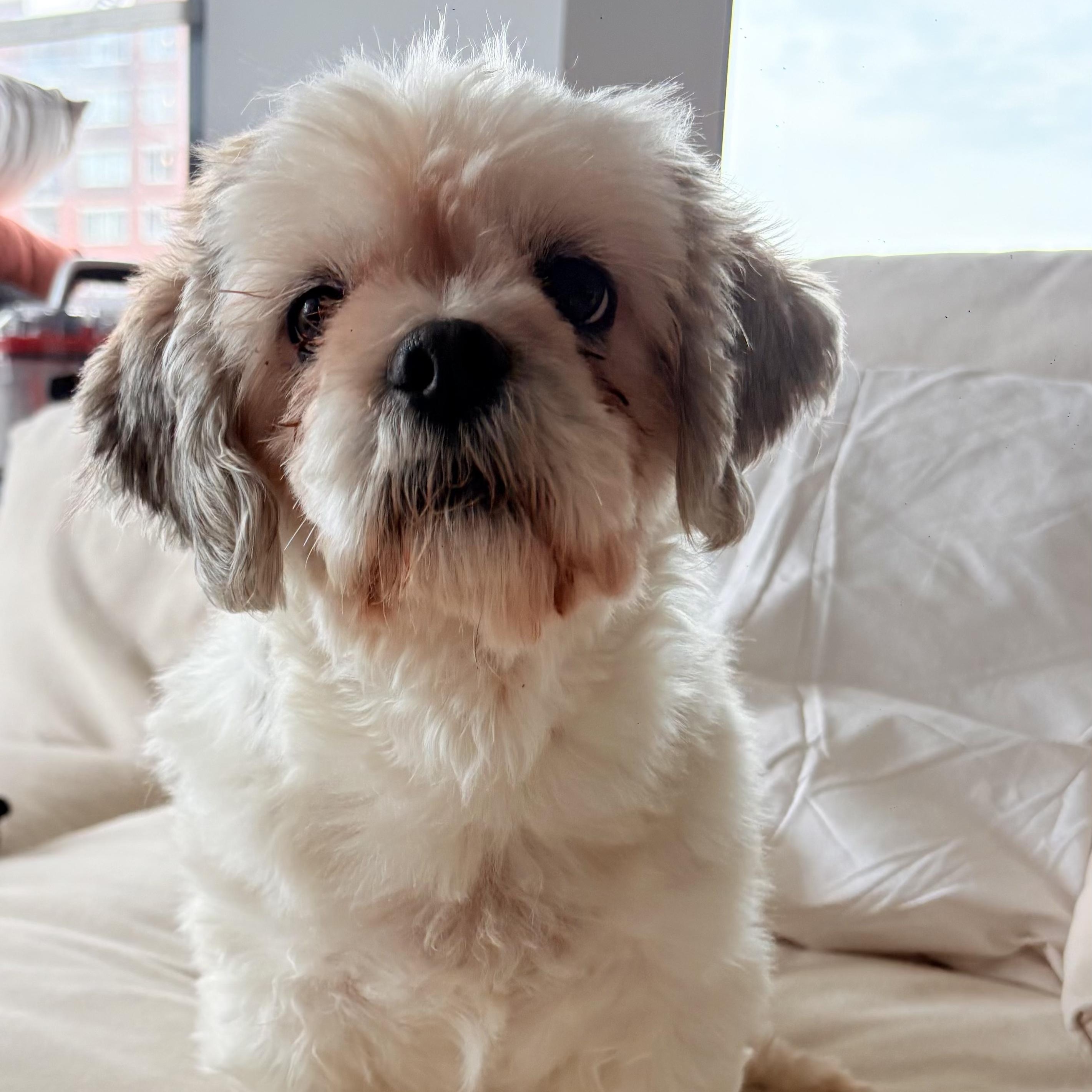 Moose, Adoptable, Adult Male Shih Tzu & Lhasa Apso.