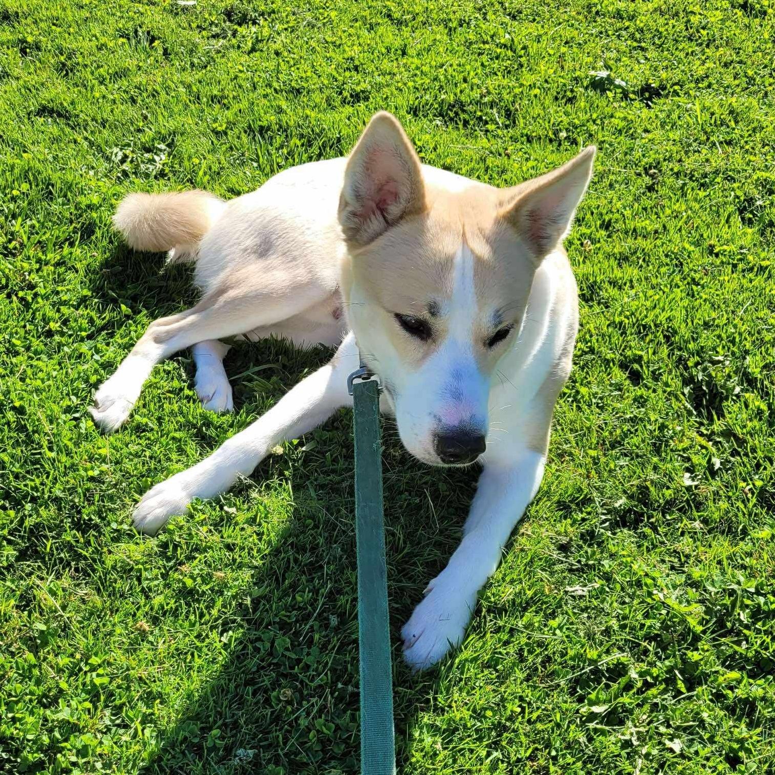 Kobe Fluff thumbnail 3