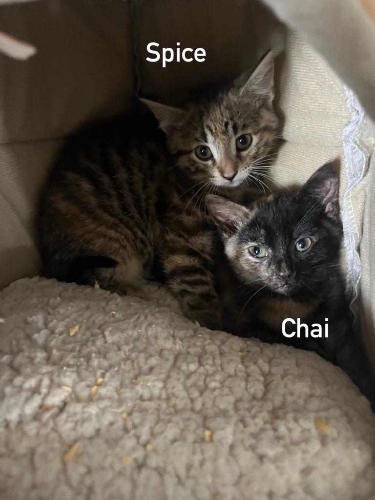 Chai, Adoptable, Young Female Domestic Medium Hair.