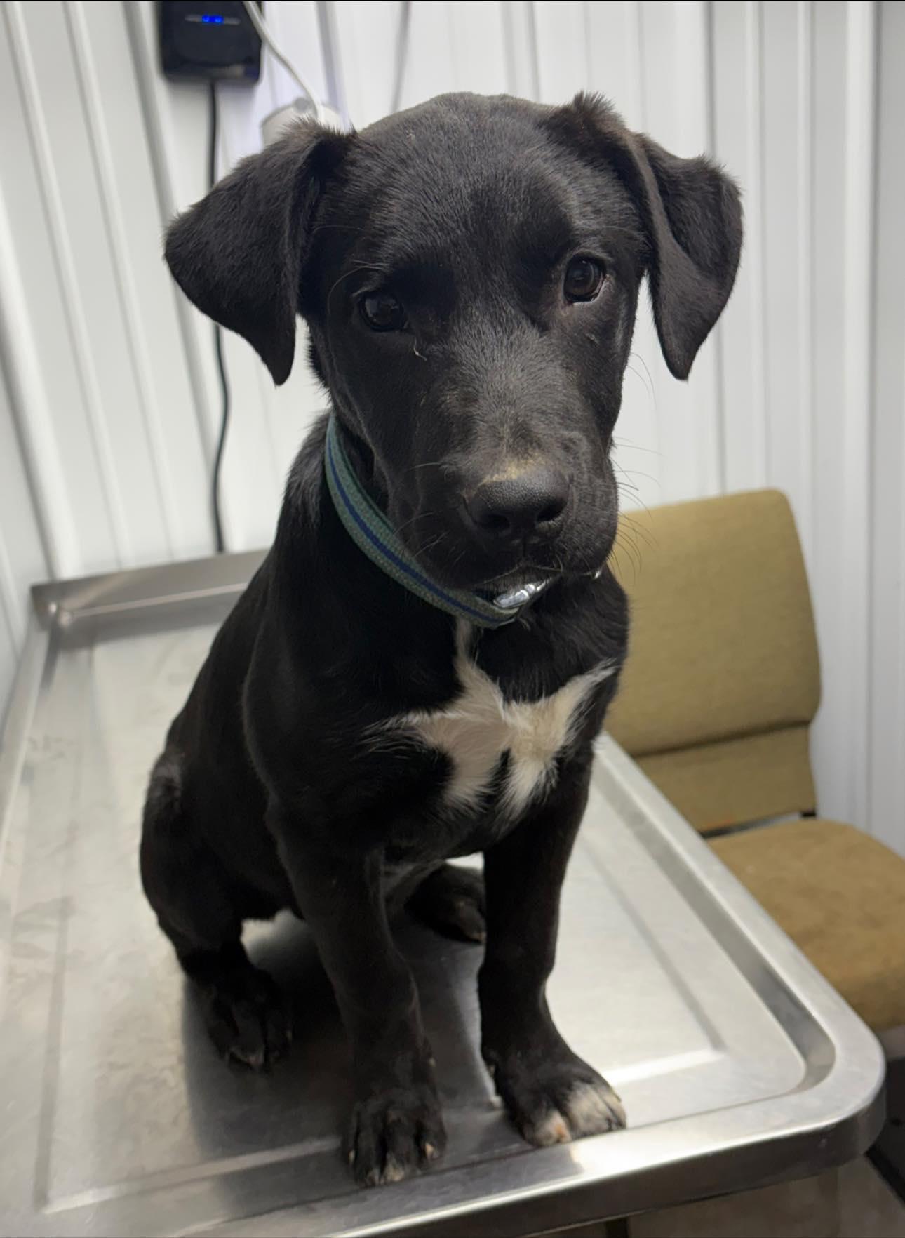 Enlarge Ben, a ADOPTABLE mixed breed in Munfordville, KY image 1/1