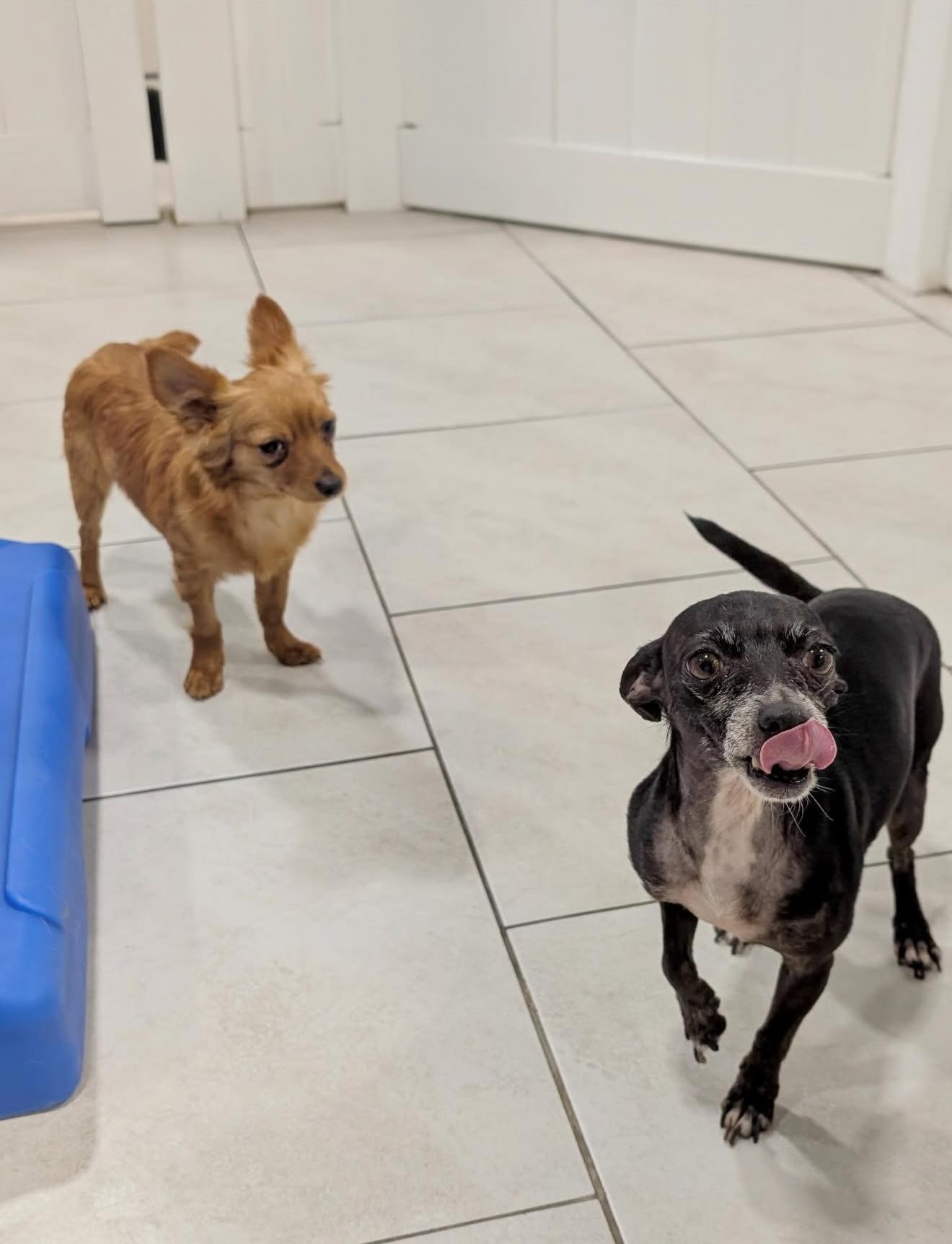 Hildie, a Adoptable Chihuahua in Dallas, TX image 4/6
