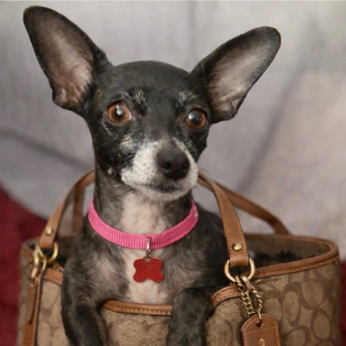 Hildie, Adoptable, Adult Female Chihuahua.