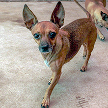 Bella, a Adoptable mixed breed in Phoenix, AZ image 1/12