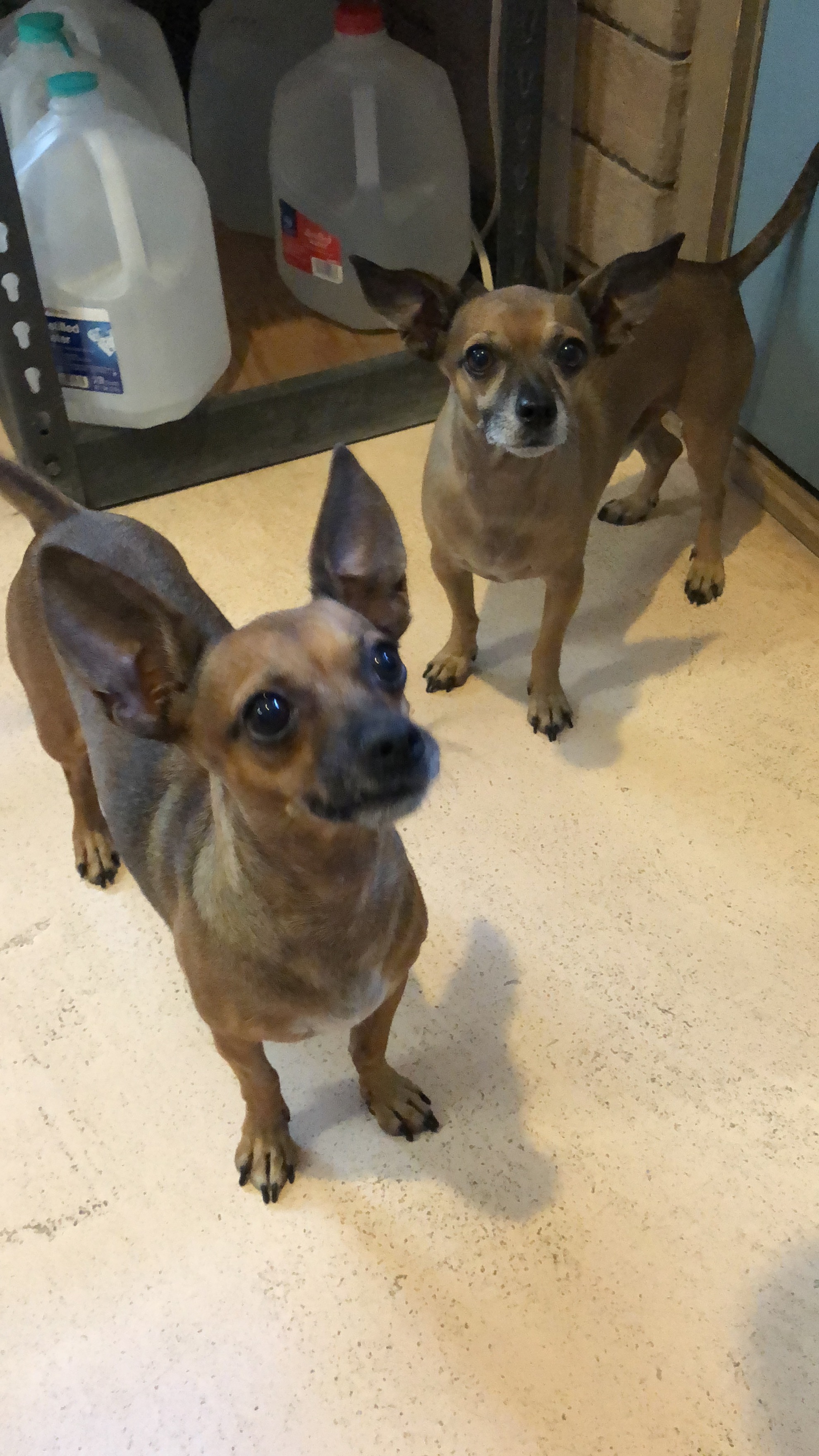 Bella, a Adoptable mixed breed in Phoenix, AZ image 2/12